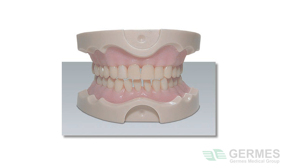 Модель для практики на манекене с резиновой десной и зубами с корневыми каналами и прозрачной корневой частью