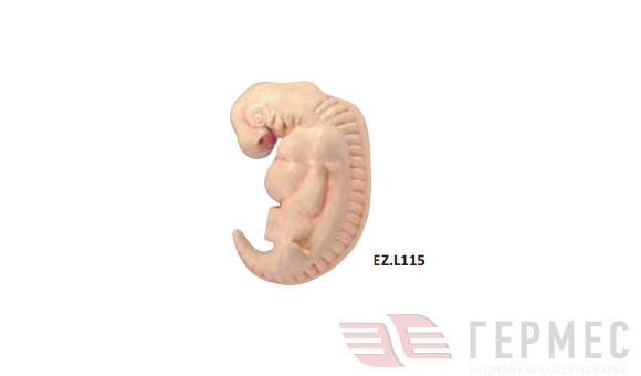 Модель эмбриона  EZ.L115