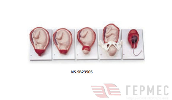 Модель рождения ребенка NS.SB23505