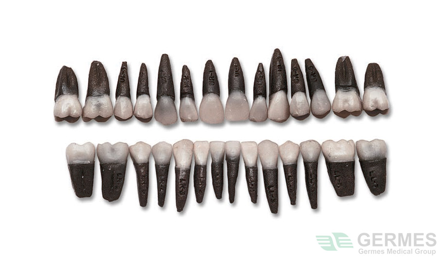 Набор 28 сменных зубов для ортодонтического симулятора