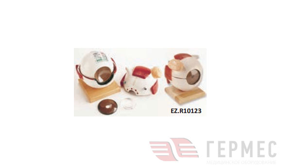 Модель глазного яблока с функцио- нальным хрусталиком, увеличение в 6 раз, 5 частей EZ.R10123