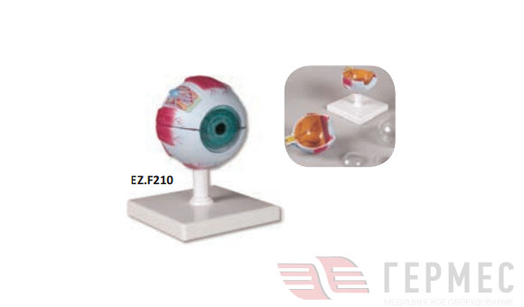 Модель глаза, увеличение в 4 раза, 6 частей EZ.F210