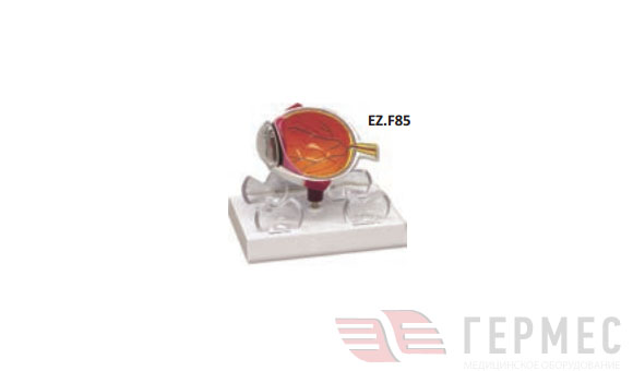 Модель глаза с катарактой  EZ.F85